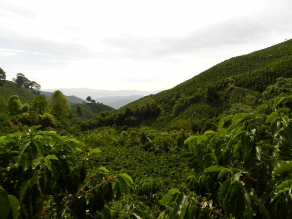 Kávovníková plantáž v Colombii