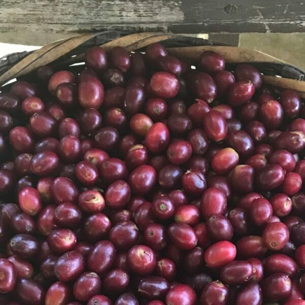 Červené kávovníkové čerešne na farme Honduras San Andres