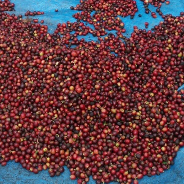 Kávníkové čerešne na farme v Indii