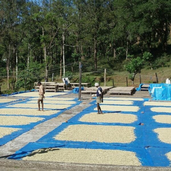 Sušenie kávových zŕn na slnku v Indii