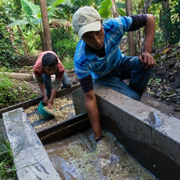 Mokré spracovanie kávovníkových zŕn na farme v Nicarague