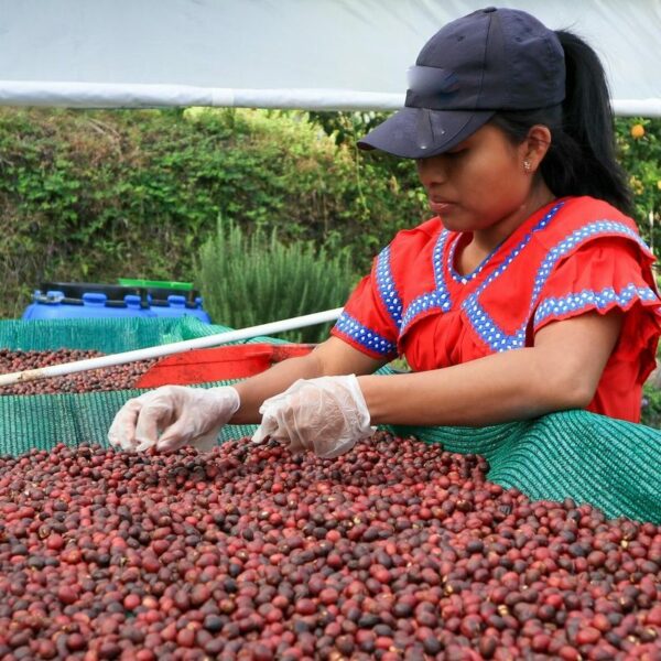 Ručné triedenie kávovníkových čerešní v Paname.