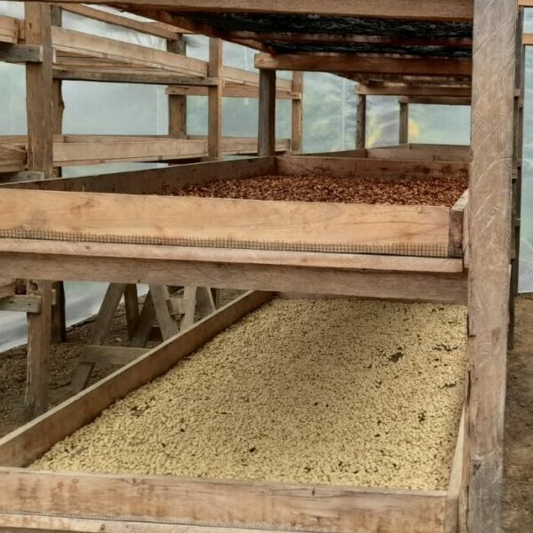 Sušenie kávových zŕn v Peru.
