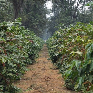 Kávové plantáže v Tanzánií.