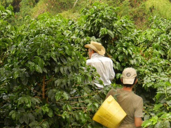 Zber kávovníkových zŕn na plantáži v Columbii