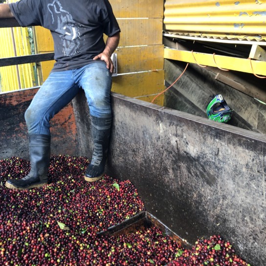 Spracovanie kávovníkových čerešní v Costa Rice.