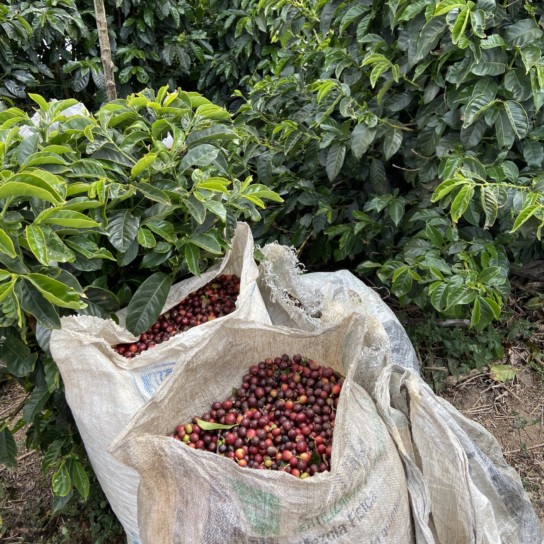 Zber červených kávovníkových čerešní na plantáži.