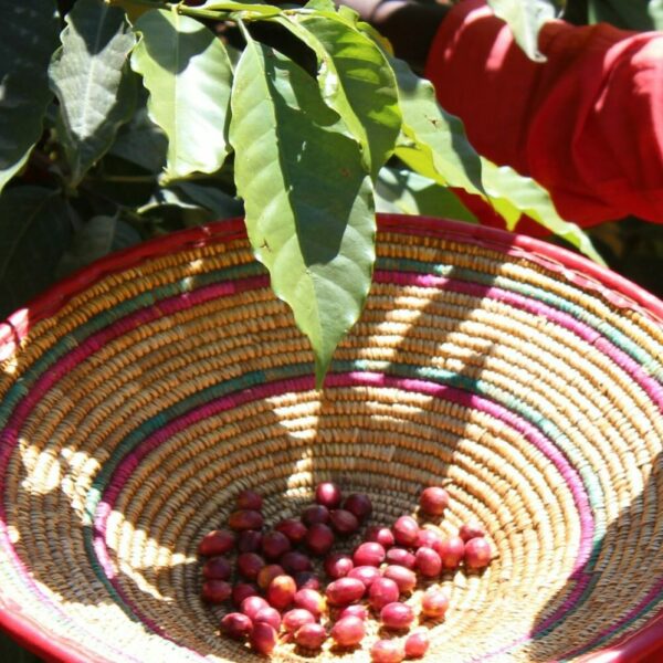 Červené kávovníkové čerešne na farme v Ethiopii