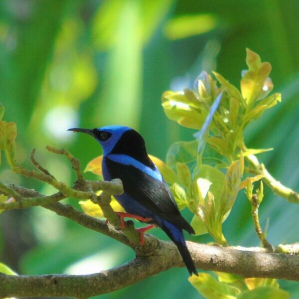 Vták na plantáži v Paname.